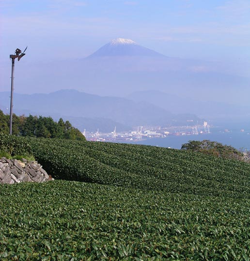 Nihondaira vysoko nad Shizuokou produkuje výborný čaj priamo nad morom.