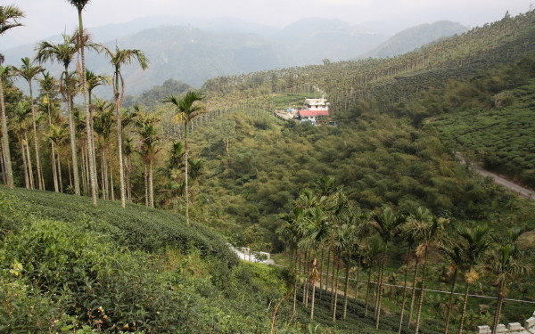Taiwanské čajové plantáže